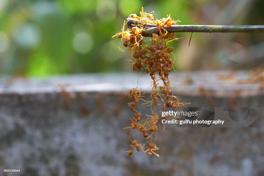 Oecophylla smaragdina (Orange ants ) hanging  on a leaf