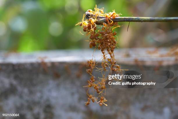 oecophylla smaragdina (orange ants ) hanging  on a leaf - red imported fire ant stock pictures, royalty-free photos & images