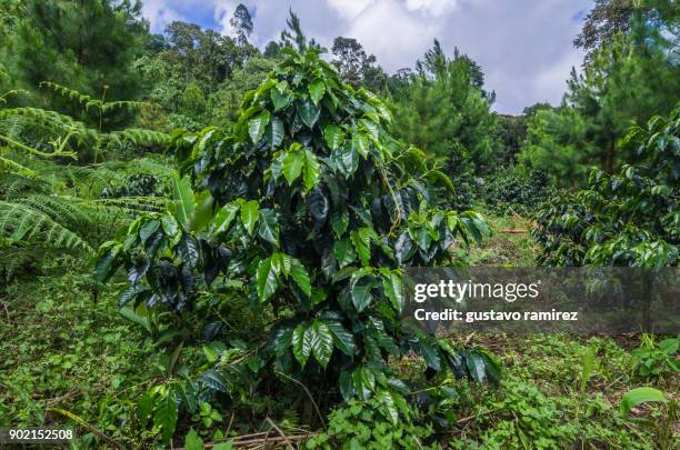 coffee beans in plantation - plantation de café stockfoto's en -beelden