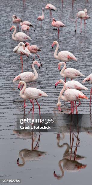 flamingo - fotoclick stock pictures, royalty-free photos & images