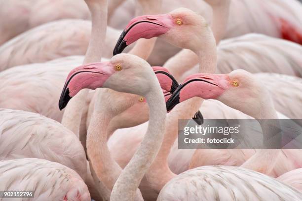 flamingos - flamingos stock pictures, royalty-free photos & images