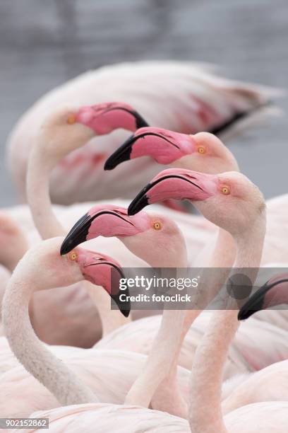 flamingos - fotoclick stock pictures, royalty-free photos & images