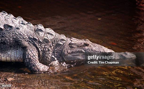 North American Crocodile heads into the water near Flamingo in Everglades National Park. The endangered American crocodile appears to have made a...