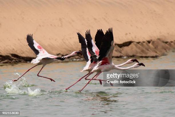 flamingos fliegen - fotoclick stock-fotos und bilder