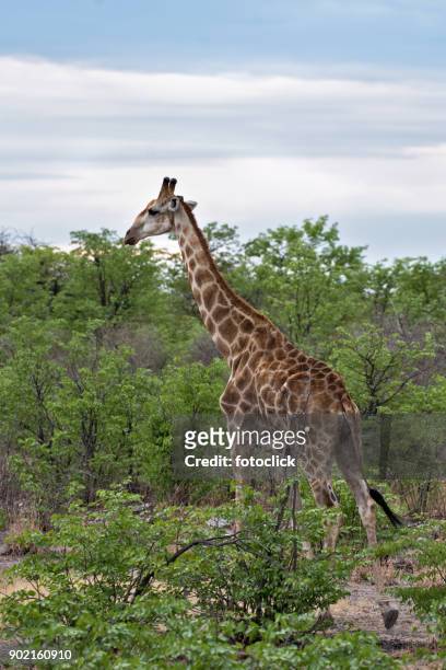 giraffe in namibia - fotoclick stock pictures, royalty-free photos & images