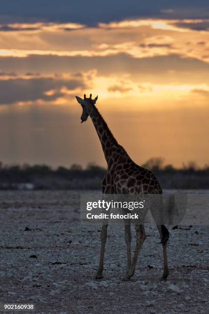 giraffe in sunset - fotoclick stock pictures, royalty-free photos & images