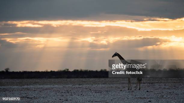 giraffe in sunset - fotoclick stock pictures, royalty-free photos & images