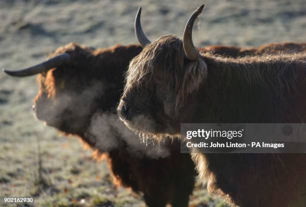 Highland cows breath into the frosty air in Glasgow's Pollok Park, as temperatures plummet across the UK.