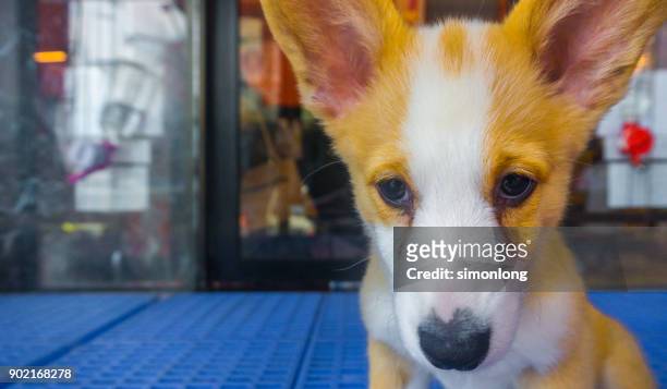 dog looking at camera - doggie door stock pictures, royalty-free photos & images