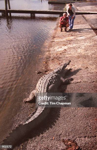 North American Crocodile stands down tourists in the Everglades National Park. The endangered American crocodile appears to have made a strong...
