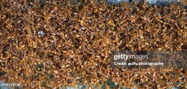 oecophylla smaragdina (orange ants ) hanging on a leaf - fire ant colony stock pictures, royalty-free photos & images