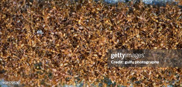 oecophylla smaragdina (orange ants ) hanging  on a leaf - ant nest stock pictures, royalty-free photos & images