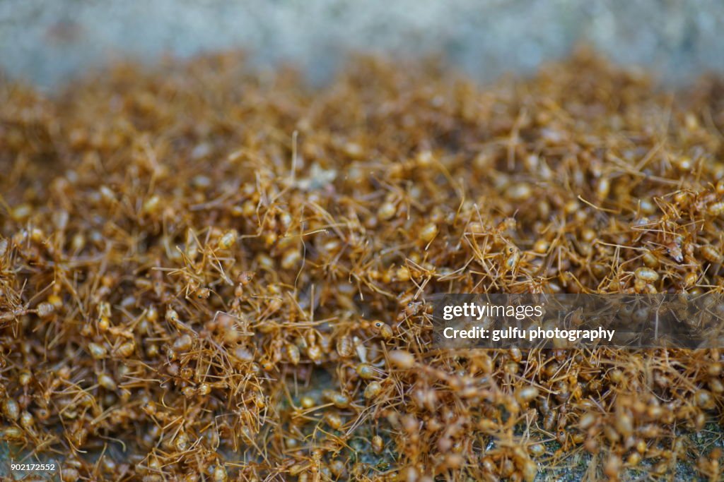 Oecophylla smaragdina (Orange ants ) hanging on a leaf