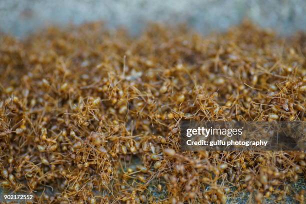 oecophylla smaragdina (orange ants ) hanging  on a leaf - ant bites stock pictures, royalty-free photos & images