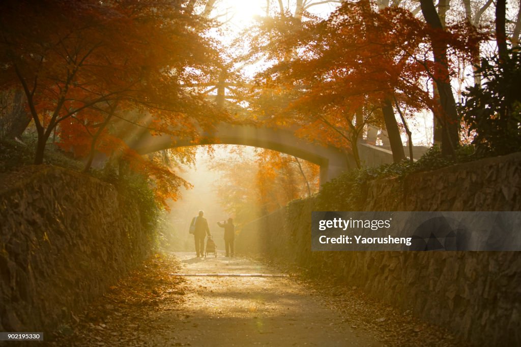 Two senior people walking in the morning.beautiful sunshine through the red maple leaves.