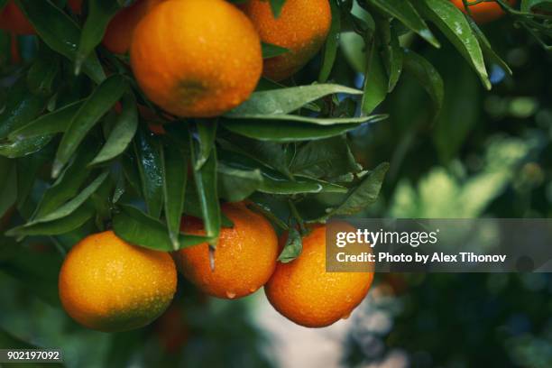 mandarin orange tree - orange branch stock pictures, royalty-free photos & images