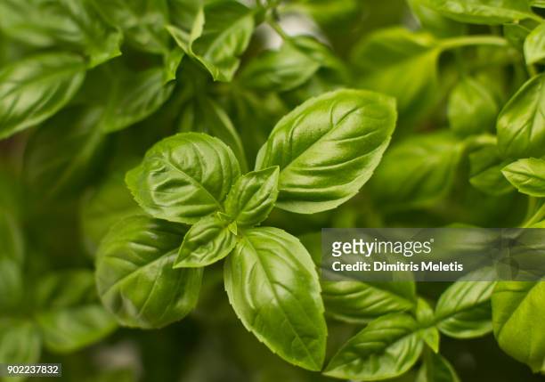 basil leaves - basil stock pictures, royalty-free photos & images