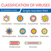 Classification of viruses. Enveloped viruses.