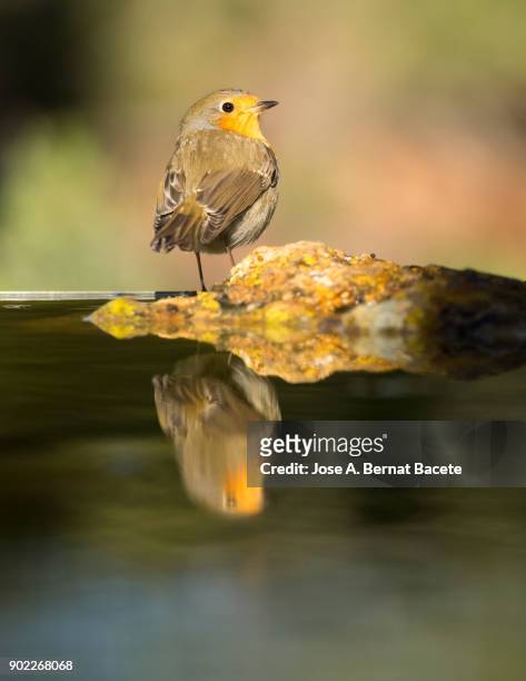 close-up of robin (erithacus rubecula), on a stone inside a water puddle eating and drinking with his reflection inside the water  in the field on a green background.  spain, europe. - haushaltsarmatur stock-fotos und bilder