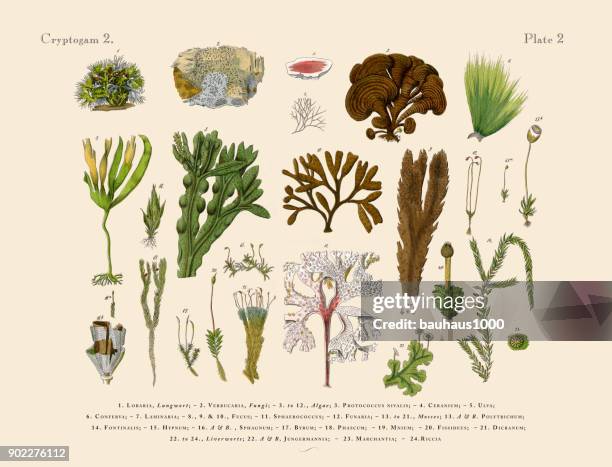 cryptogam, algae, lichens, mosses, ferns, victorian botanical illustration - moss stock illustrations