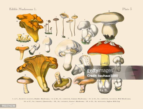 edible mushrooms, victorian botanical illustration - botany stock illustrations