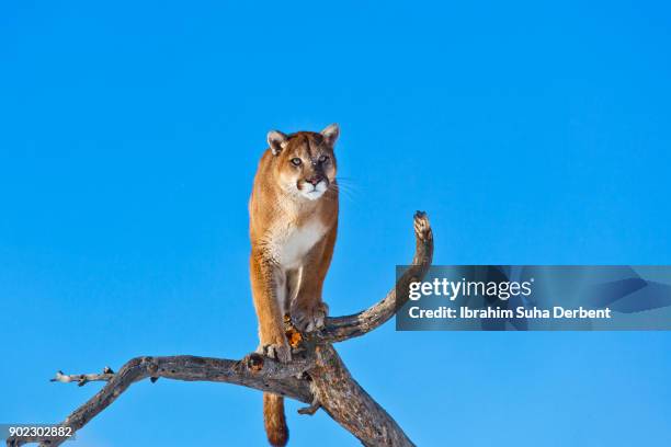 1,103 White Panther Animal Photos and Premium High Res Pictures - Getty Images 1,103 White Panther Animal Photos and Premium High Res Pictures - Getty Images