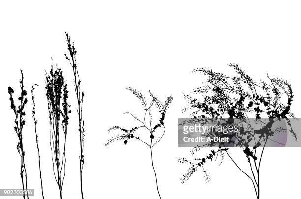 berg-unkraut - flowers white background stock-grafiken, -clipart, -cartoons und -symbole
