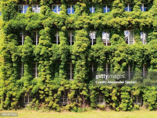 facade of a building covered with ivy - eco house stockfoto's en -beelden