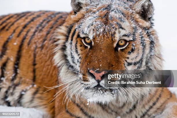 Amur Tigers Tiger Face Amur Tiger Individual Identification Based On amur-tigers-tiger-face-amur-tiger-individual-identification-based-on