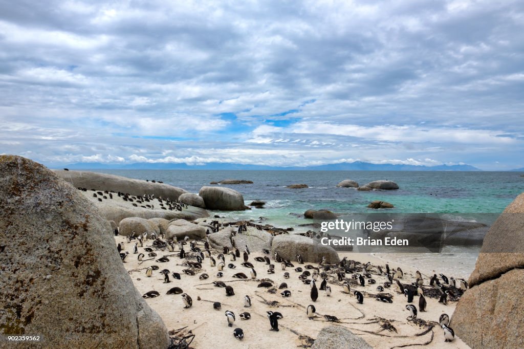 African penguins at Boulder Beach in Cape Town, South Africa