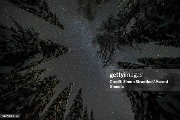 view up through trees at night - directly below stock pictures, royalty-free photos & images