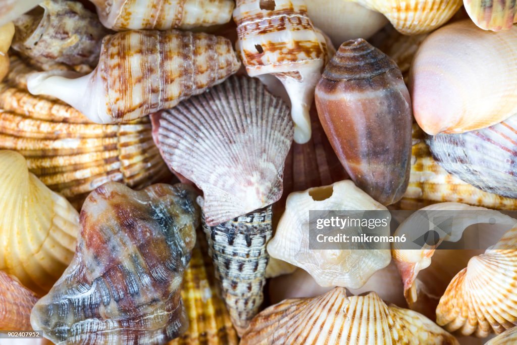 Seashell close up