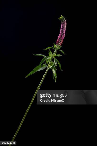 flowering purple sage on black background - red salvia stock pictures, royalty-free photos & images