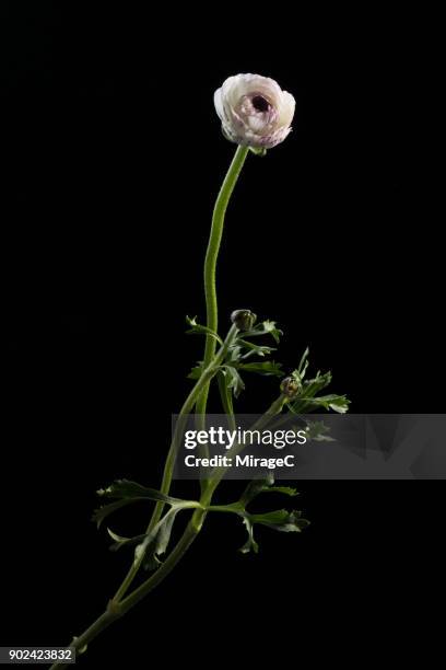 flowering buttercup on black background - buttercup stock pictures, royalty-free photos & images