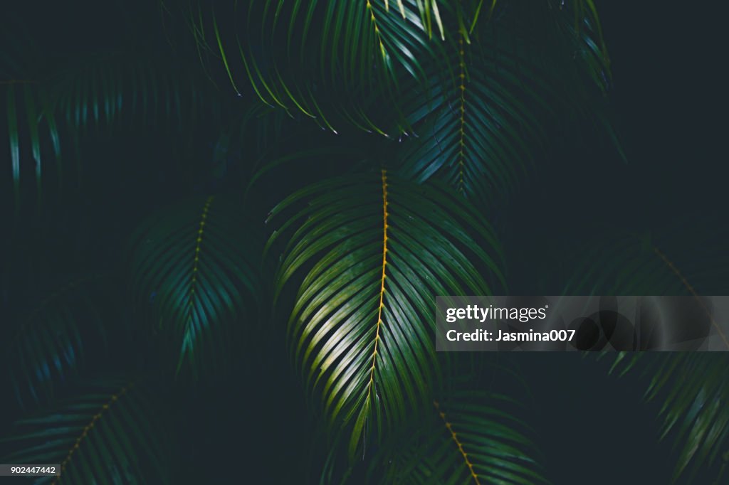 Palm Blätter Hintergrund