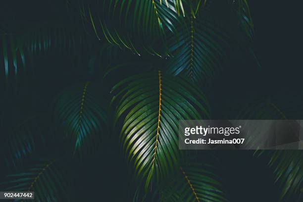 sfondo foglie di palma - leaf background foto e immagini stock