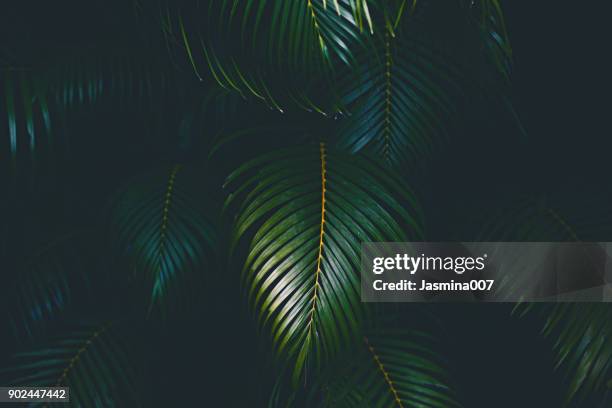 palm bladeren achtergrond - tropical leaves stockfoto's en -beelden