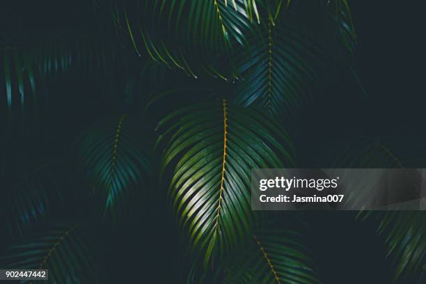 fundo de folhas de palmeira - tropical tree - fotografias e filmes do acervo