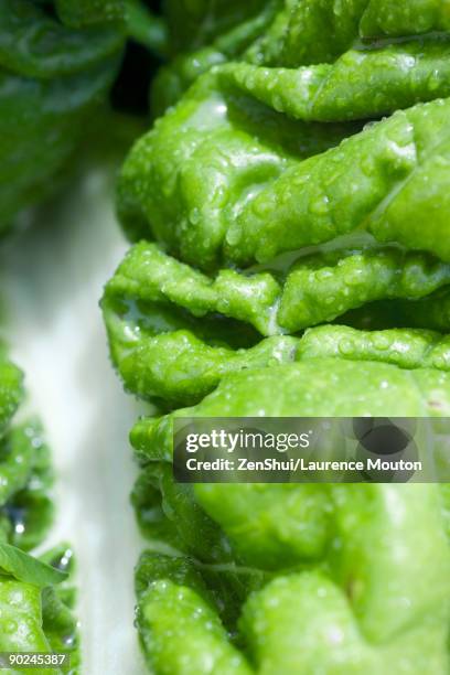 623 Bumpy Vegetable Stock Photos, High-Res Pictures, and Images - Getty ...