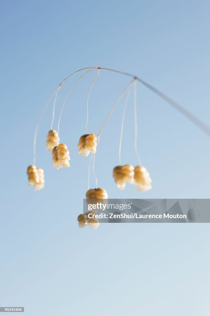 Flowers hanging from slender branch