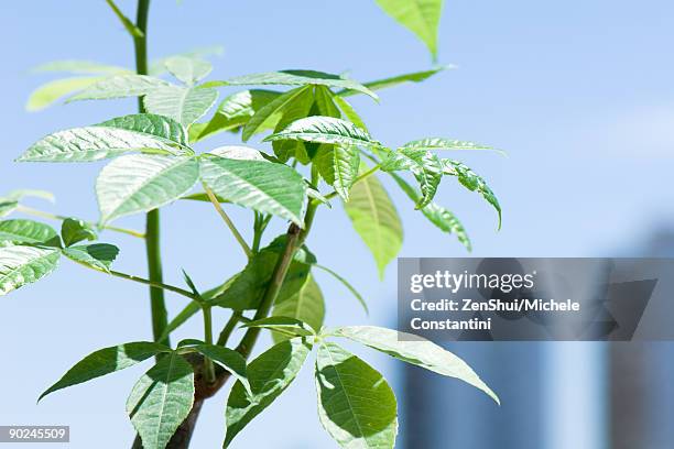 detail of small potted tree, leaves and branches - ceiba speciosa stock pictures, royalty-free photos & images