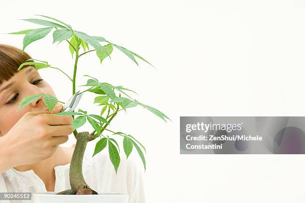 woman pruning potted plant - ceiba speciosa stock pictures, royalty-free photos & images