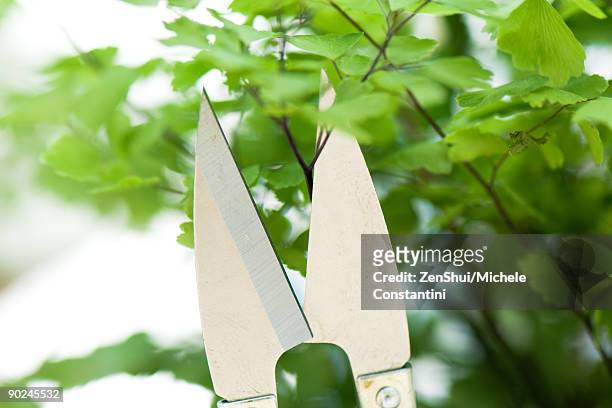 close-up of pruning shears cutting branch of leafy plant - ent stockfoto's en -beelden