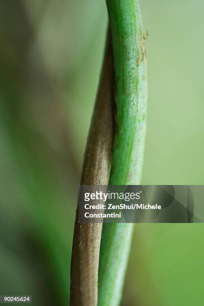 intertwined stems, close-up - symbiotic relationship stock pictures, royalty-free photos & images