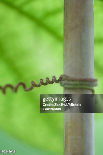 vine tendril wrapping around stem, close-up - vines wrapping stock pictures, royalty-free photos & images