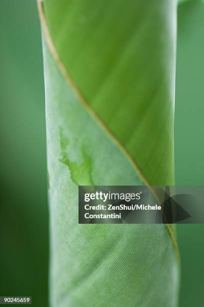 dew drop on curled leaf, extreme close-up - bent leaf stock pictures, royalty-free photos & images