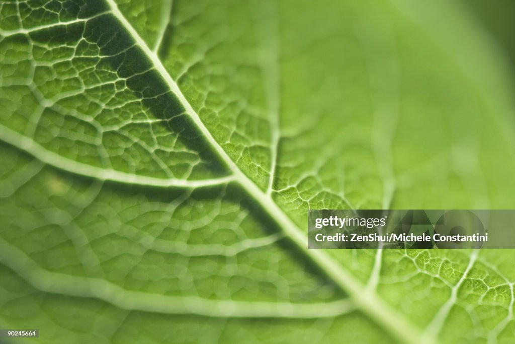 Leaf veins, extreme close-up