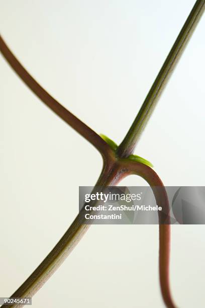 Plantnode 634 Plant Node Stock Photos, High-Res Pictures, and Images - Getty Images