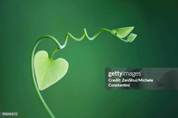 delicate vine with heart shaped leaves - heart shape in nature stock pictures, royalty-free photos & images