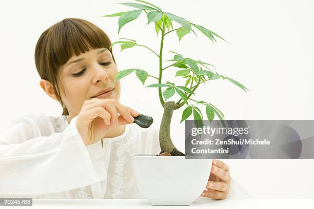 woman carefully placing stone at base of potted plant - ceiba speciosa stock pictures, royalty-free photos & images